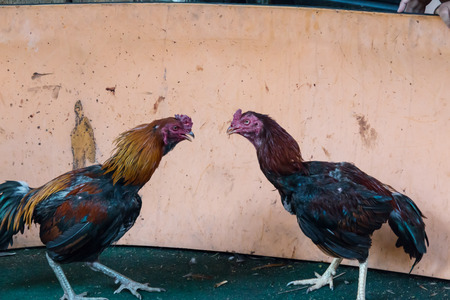 Fighting cocks in a vicious attack clawing at each other with their feet and legsの写真素材