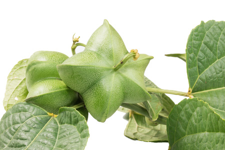 Plukenetia volubilis, commonly known as sacha inchi, sacha peanutの写真素材