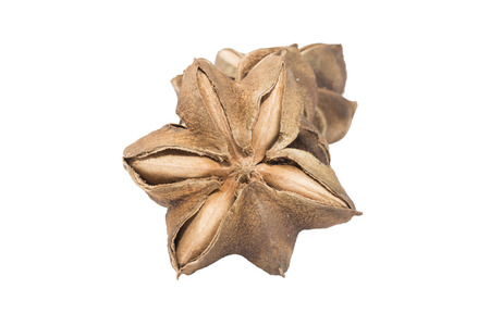 Plukenetia volubilis, commonly known as sacha inchi, sacha peanutの写真素材