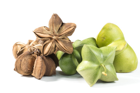 Plukenetia volubilis, commonly known as sacha inchi, sacha peanutの写真素材