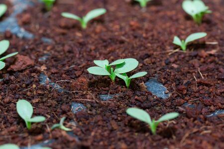 Grape seedlings in nursery trayの写真素材
