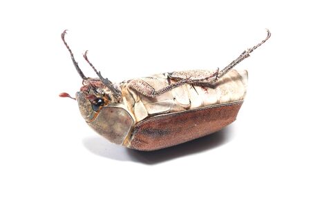 Female Rhinceros BeetleUnicorn Beetle isolate on white