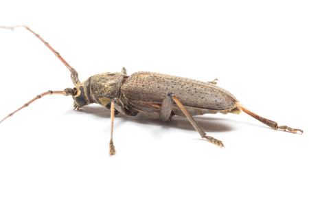 the beetle with long horn isolate on whiteの写真素材