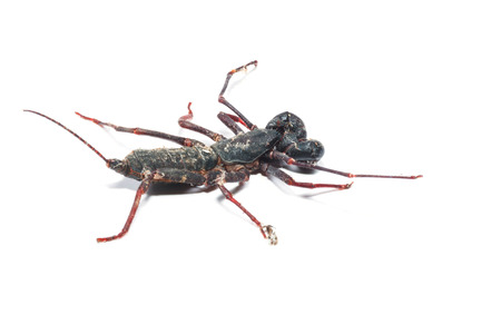 Close up of whip scorpion or vinegarroon Mastigoproctus giganteus on white backgroundの写真素材