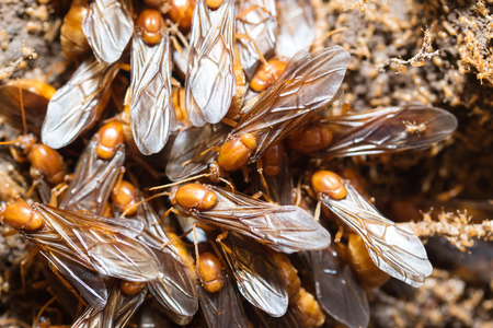 The subterranean ants are out of the holeの写真素材