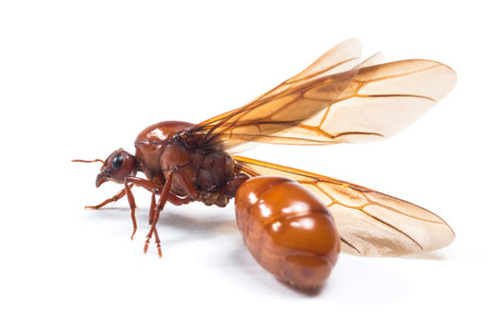 The subterranean antsの写真素材