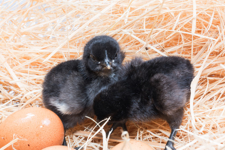 Newly born chick lying beside its brown eggの写真素材