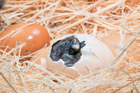 Newly born chick lying beside its brown egg