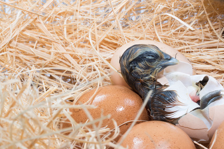 Newly born chick lying beside its brown egg