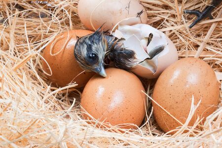 Newly born chick lying beside its brown eggの写真素材