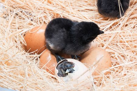 Newly born chick lying beside its brown egg