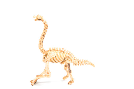 Dinosaur toy Skeleton isolated on whiteの写真素材