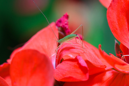 Insect on red flowerの写真素材