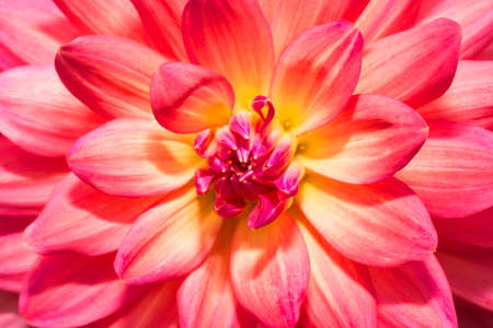 the beautiful Flower dahlia in gardenの写真素材