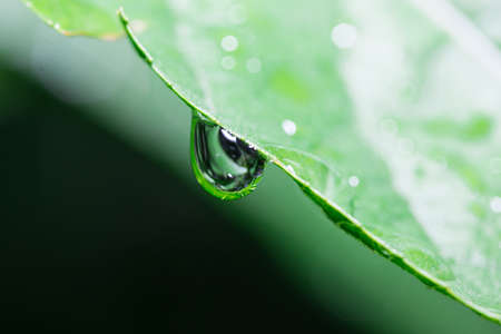 The green leaves of water droplets in morningの写真素材