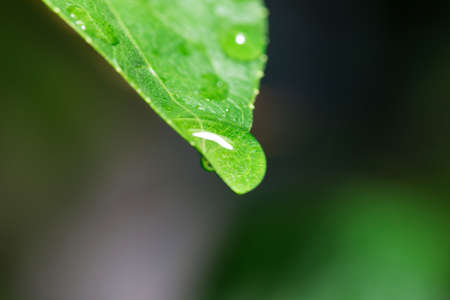 The green leaves of water droplets in morningの写真素材