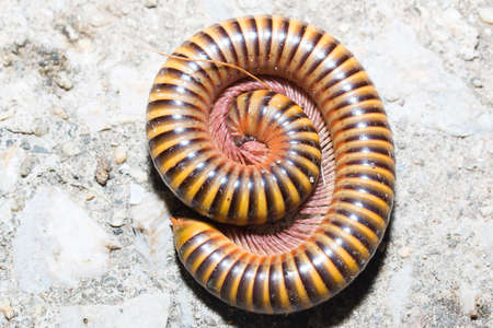 Tropical Millipede on the ground close upの写真素材