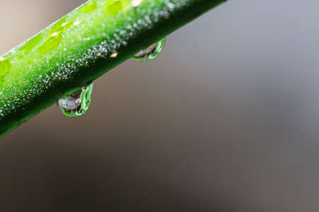 The green leaves of water droplets in morningの写真素材