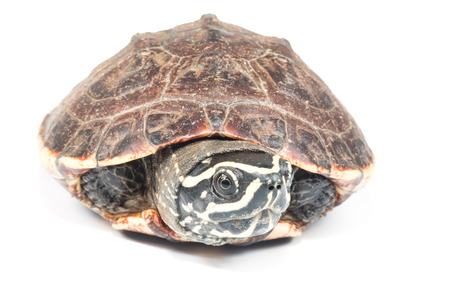 turtle on white backgroundの写真素材