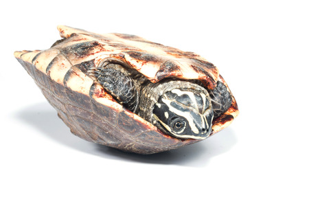 turtle on white background