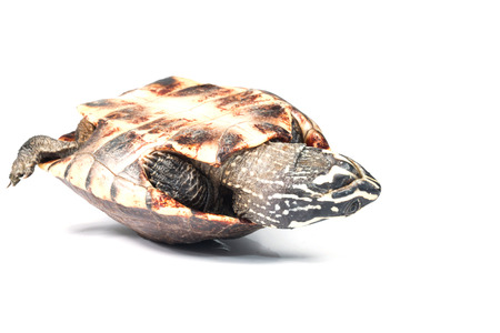 turtle on white backgroundの写真素材