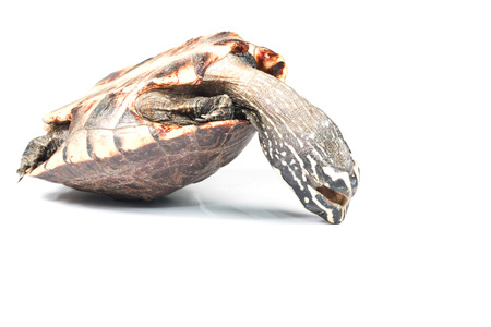 turtle on white backgroundの写真素材