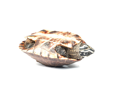 turtle on white backgroundの写真素材