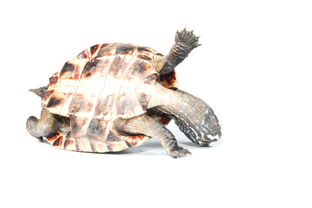 turtle on white backgroundの写真素材