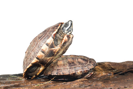 turtle on white background