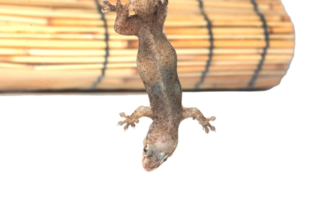 One Small Gecko Lizard and Wood on a White Backgroundの写真素材