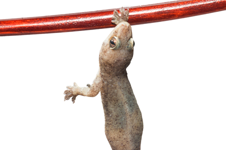 One Small Gecko Lizard and Wood on a White Backgroundの写真素材
