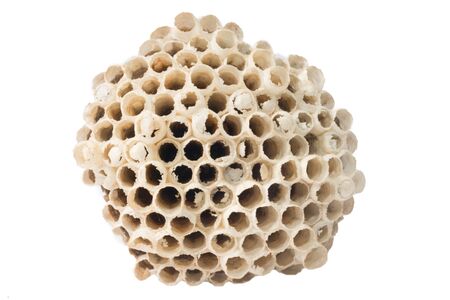 Macro of empty vespiary isolated on whiteの写真素材