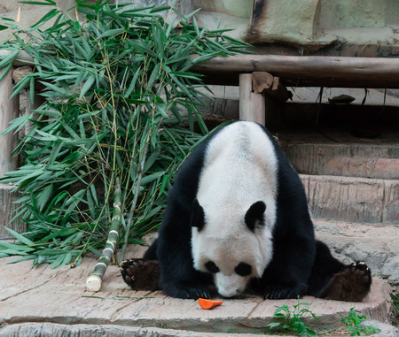 Giant Panda eating bambooの写真素材