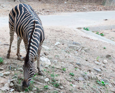 Zebra portrait on chiangmai zoo, Thailandの写真素材