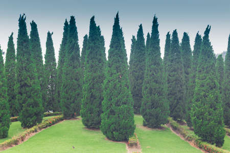 Beautiful pines in royal flora garden, Chiangmaiの写真素材