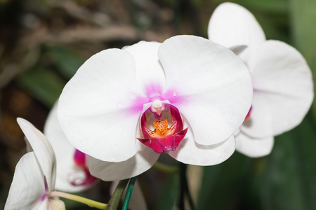 Orchid flowersの写真素材
