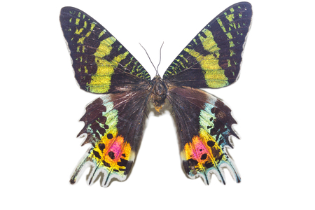 Colorful butterfly isolate on whiteの写真素材
