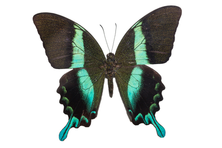Colorful butterfly isolate on whiteの写真素材