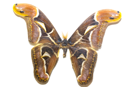 Colorful butterfly isolate on whiteの写真素材