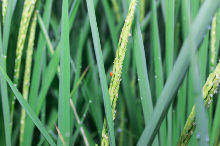 Jasmine Rice, close-up blurred background in paddyの写真素材
