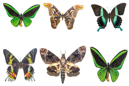 Colorful butterfly isolate on white