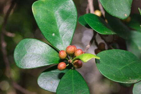 thai blueberry treeの写真素材