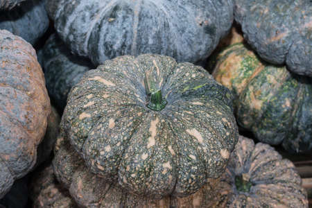 fresh pumpkin in the marketの写真素材