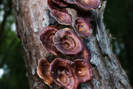Mushrooms in the forest at Mae Hong Son province, Thailandの写真素材