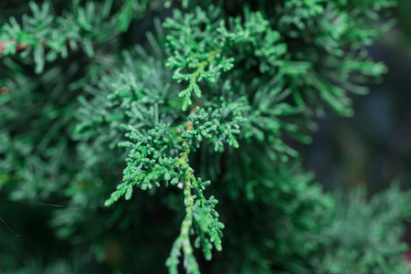 Pine Tree Forrest in the Montainsの写真素材