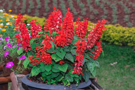 beautiful red flowers in the gardenの写真素材