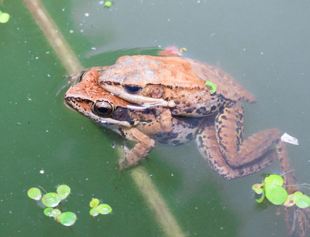 Green frog sitting on a lotus leafの写真素材