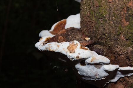 Ganoderma Lucidum - Ling Zhi Mushroom on the tree in Thailand forest