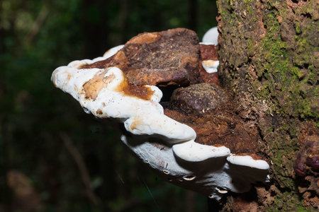 Ganoderma Lucidum - Ling Zhi Mushroom on the tree in Thailand forestの写真素材