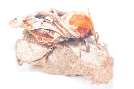 attacus atlas moth on white backgroundの写真素材